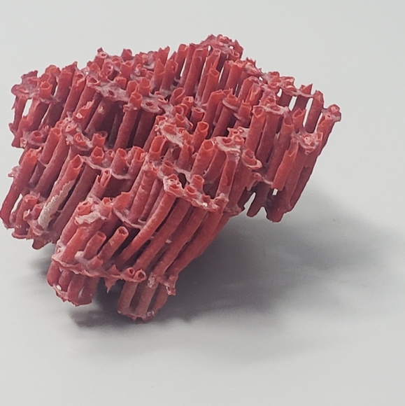 Natural Red Coral Reef - Picture 4 of 8